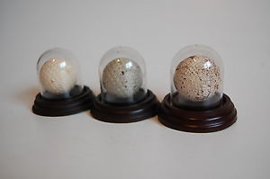 antique golf ball display domes (batch of 10 sold as one lot)