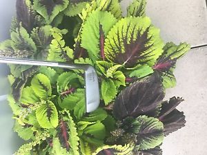 *RARE* T.P. Mills Spalding Tour Series Putter